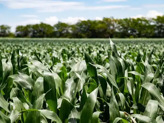 La óptima nutrición de los cultivos según la región será explicada en Fertilidad 2025.