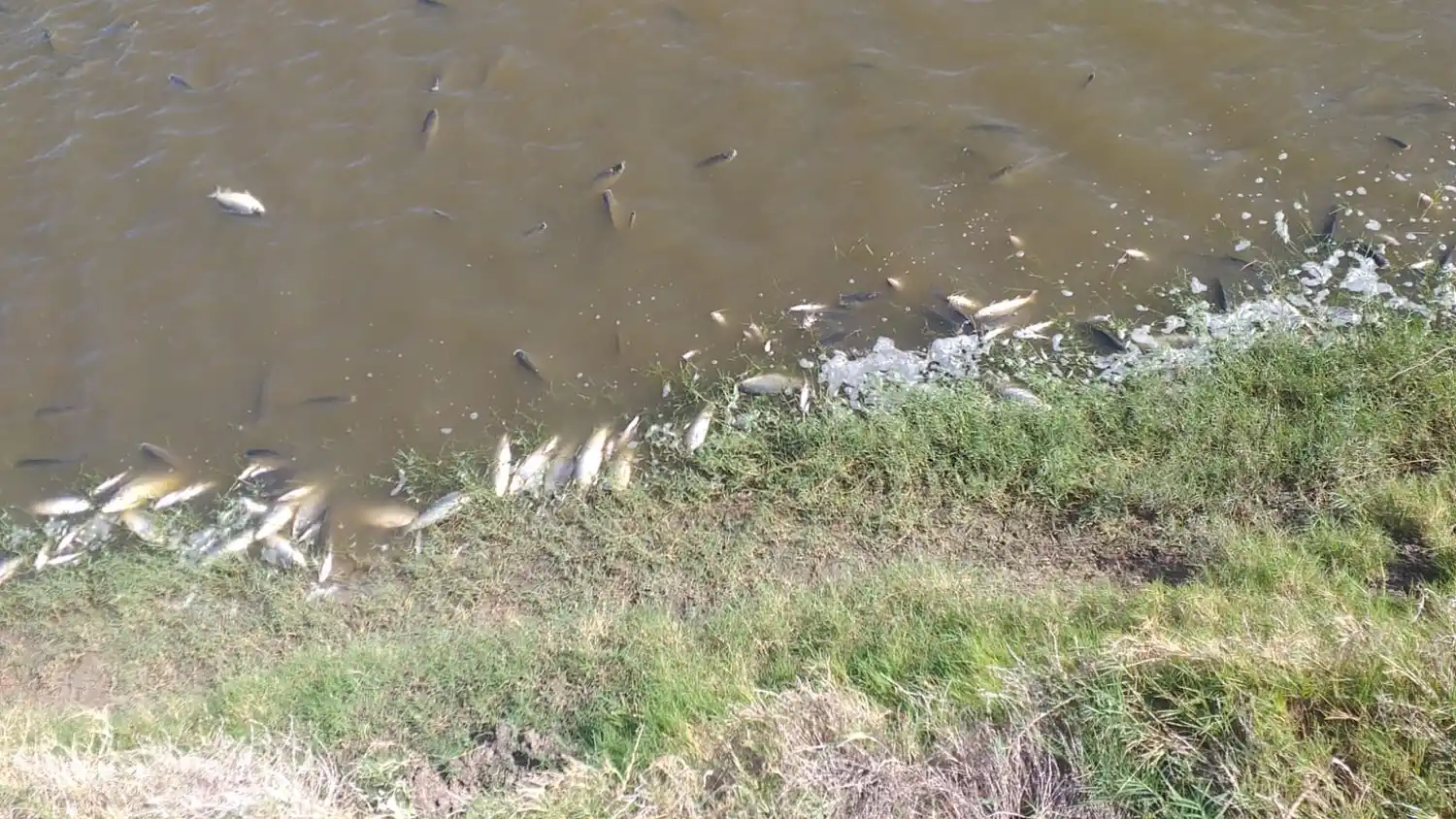 Peces muertos en el río Arrecifes