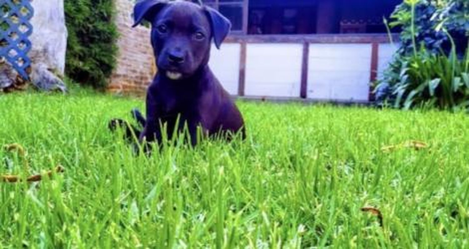 Buscan a Nala, una perrita de 4 meses