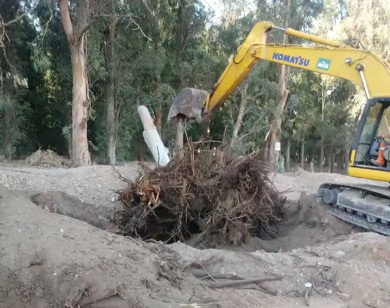 Acertada decisión: sacaron el árbol de la 10