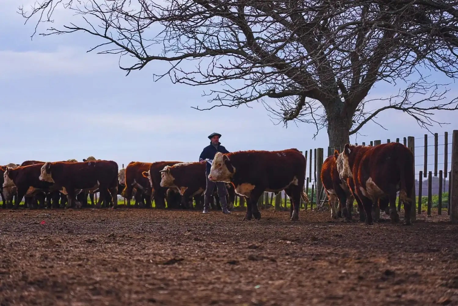 mas novillo hereford