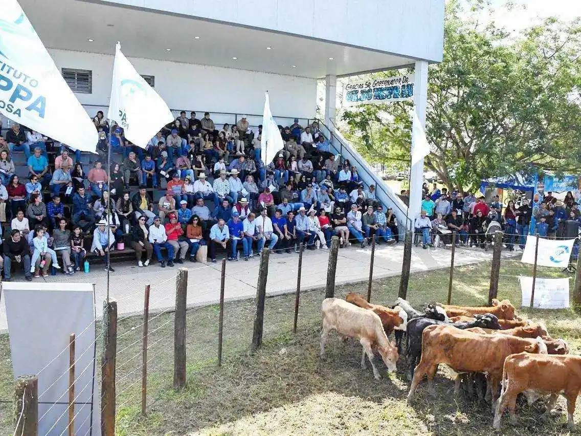 Con total éxito se realizó en Laguna Blanca
el segundo remate de invernada de la provincia