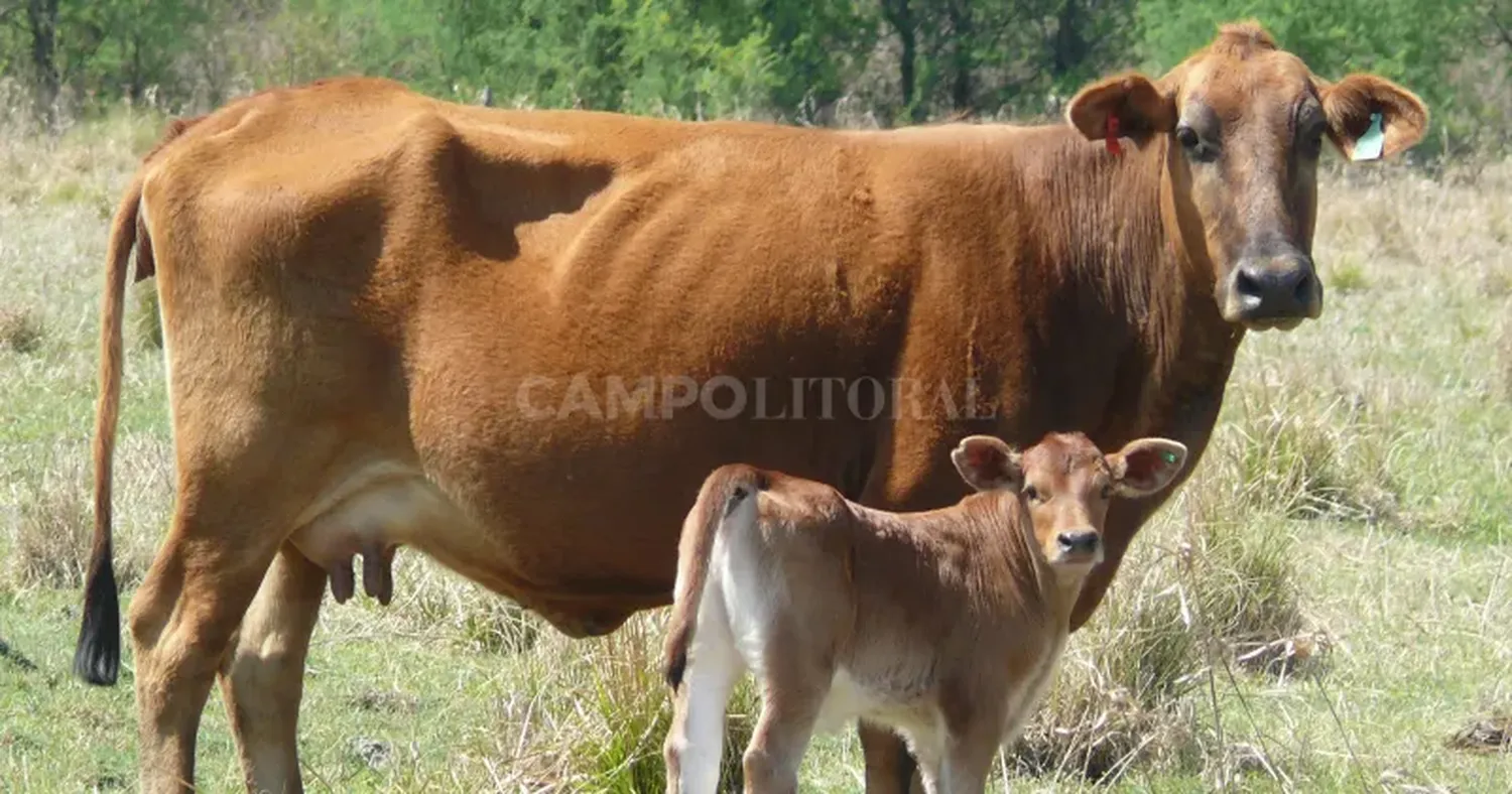 La estrategia de muchos productores apunta a retener la mayor cantidad de hacienda tratando de sacar una invernada más pesada.