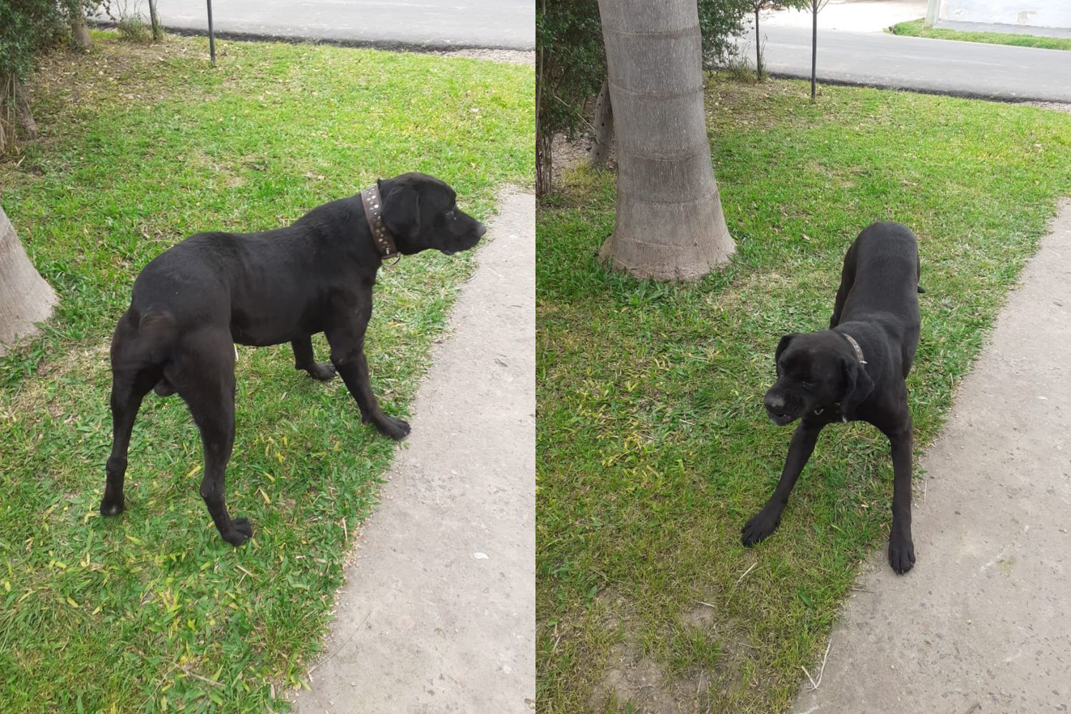 Encontraron este perrito y buscan a sus dueños