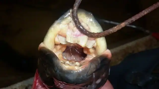 Pescaron una especie con dientes humanos en Entre Ríos