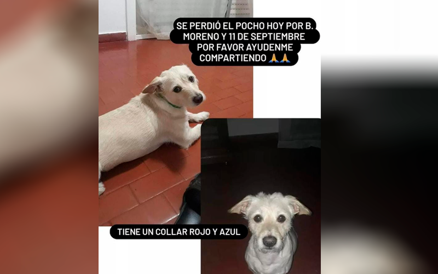 Buscan a Pocho