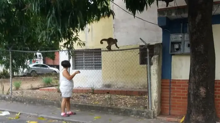 BUSCAN COMIDA: se escaparon 40 monos del Zoológico de Las Delicias en Maracay