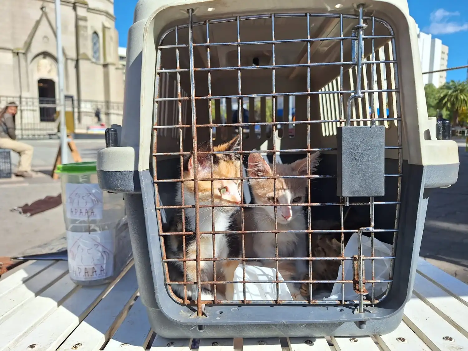 gatos apaaa