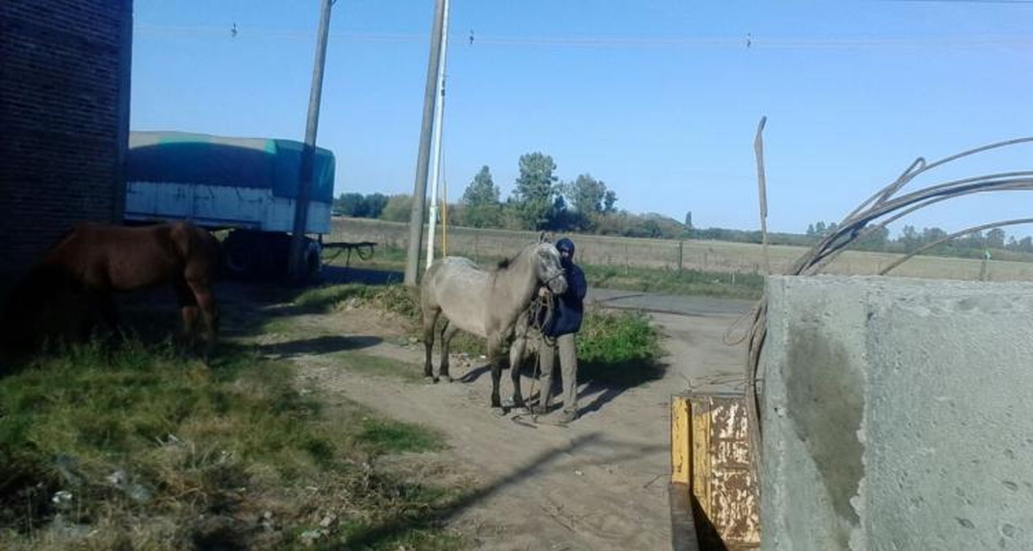 Caballos Sueltos: Importantes operativos de personal municipal