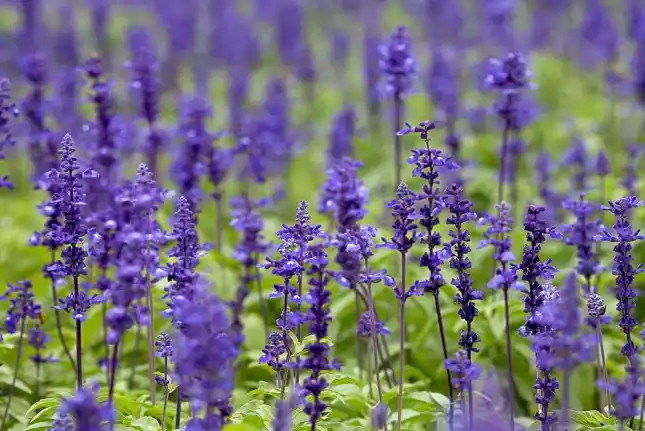 Primavera en pandemia: Municipios bonaerenses cierran balnearios, refuerzan controles y hacen propuestas virtuales