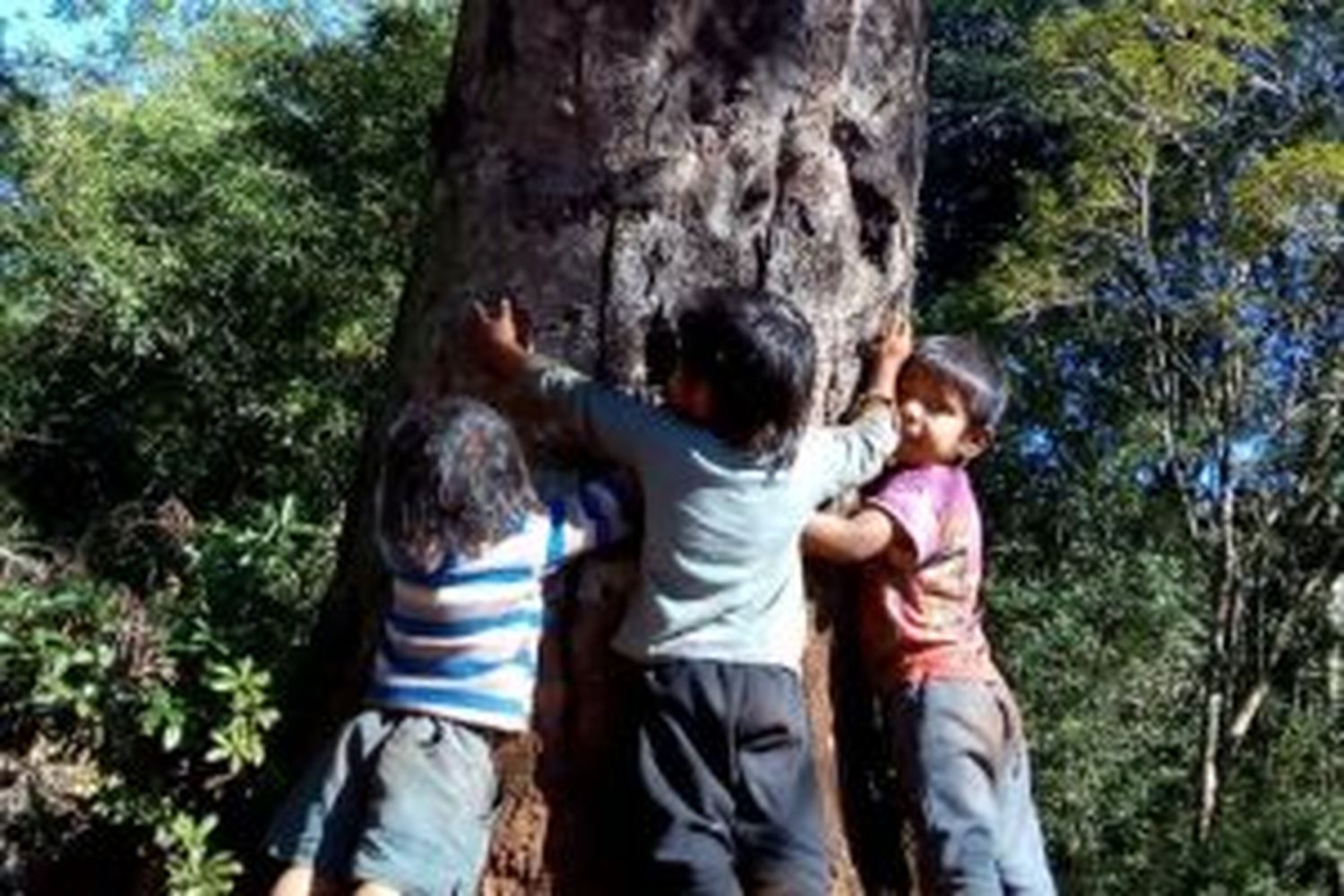 Ordenan frenar desmontes en aldeas guaraníes de Misiones