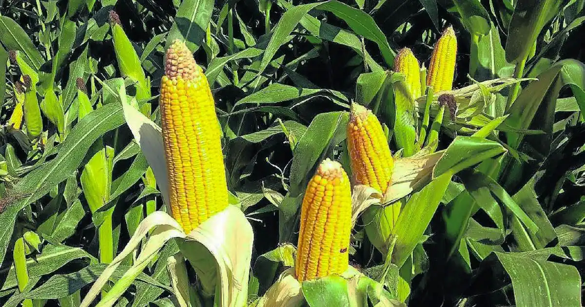 El avance en la siembra de maíz de primera es el más bajo de los últimos cinco años