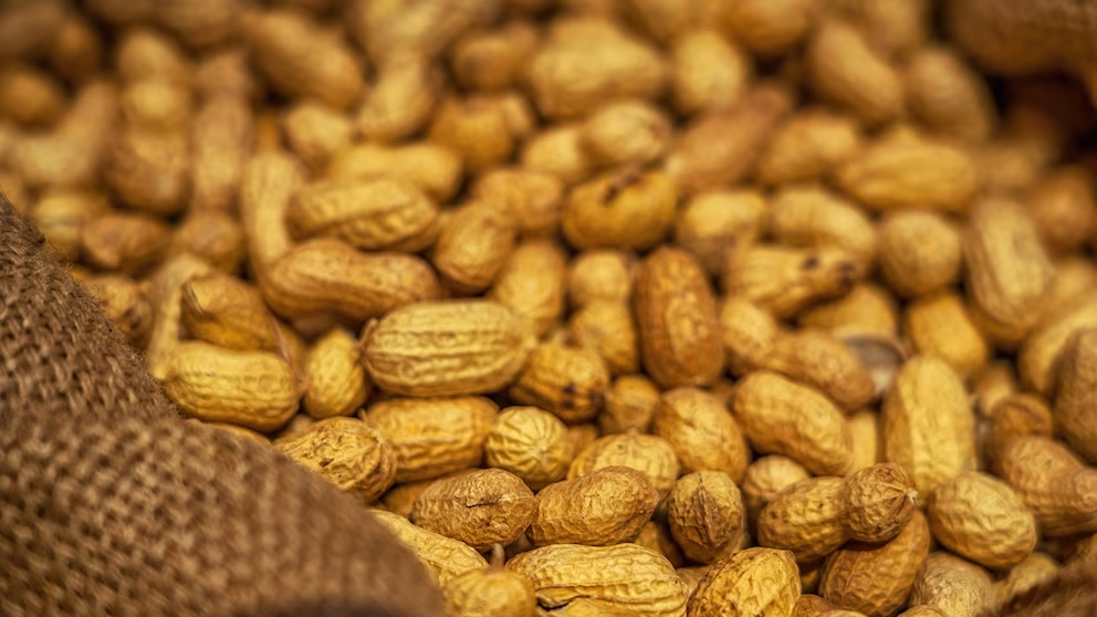 Tras el récord productivo alcanzado en la campaña 2023/24, el maní argentino vuelve a marcar un hito