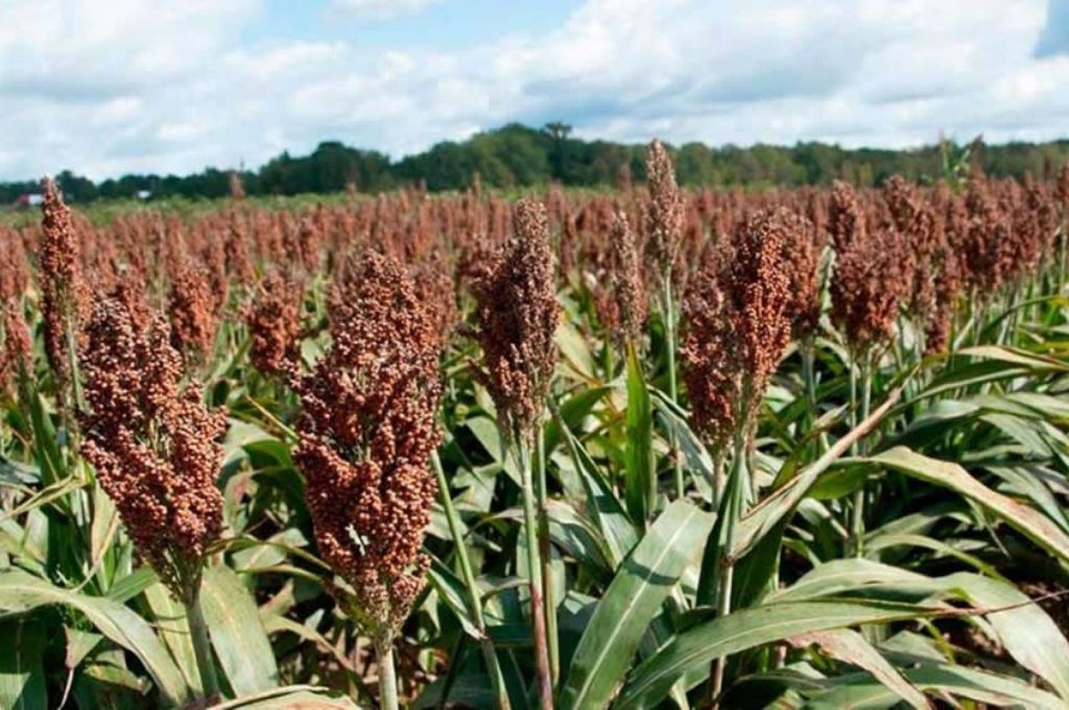 Esperan un aumento de la siembra de sorgo y caída de la de maíz