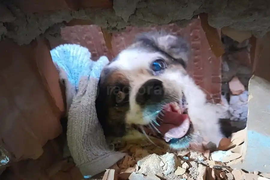 "Ojitos" quedó atrapado: tras dos horas de trabajo, fue rescatado por Bomberos