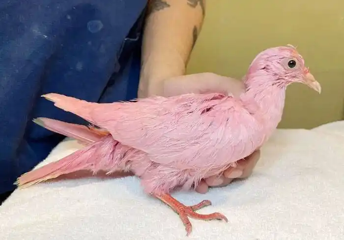 Encuentran en estado crítico una paloma que fue teñida de rosa  para revelar el género de un bebé