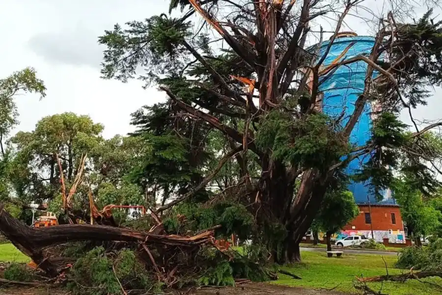 Tragedia en la Costa Argentina: un joven de 16 años falleció tras ser golpeado por una rama en pleno temporal