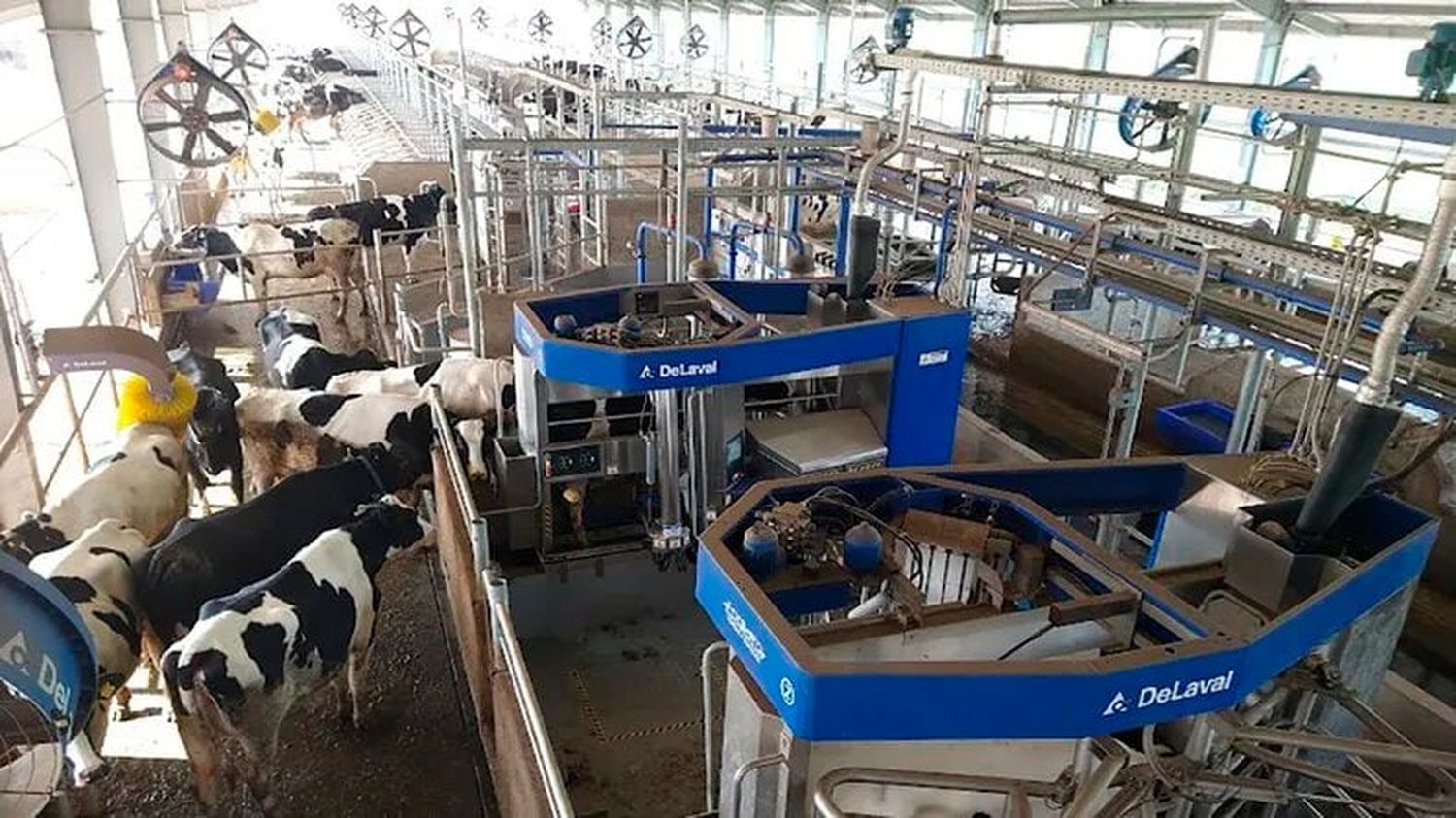 La cooperativa Manfrey  mostrara en el Tour Lechero de TodoLáctea sus vacas ordeñadas por cuatro robots DeLaval.