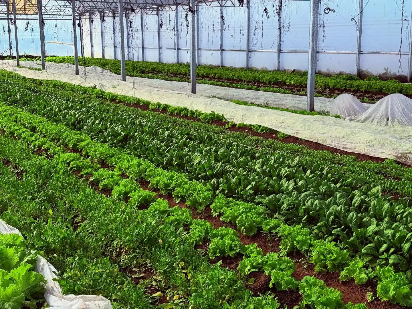 Huerta María Teresa