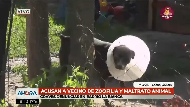Concordia: denuncian que un vecino droga y abusa de perros