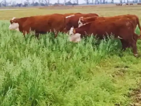 El Gobierno Nacional derogó 28 normas de la cadena ganadera