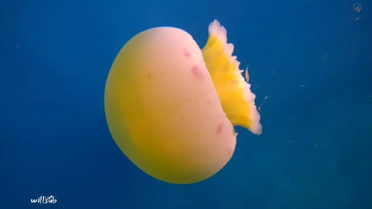 ¡ATENCIÓN! ALERTAN sobre concentraciones de la medusa Bola de Cañón en costas de Aragua y La Guaira