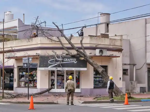 Fuertes vientos en Junín: Hubo caída de árboles y actuó Defensa Civil