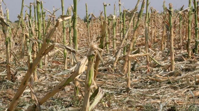 Salliqueló: Intendente Cattáneo pide reformas en la Ley de Emergencia Agropecuaria 