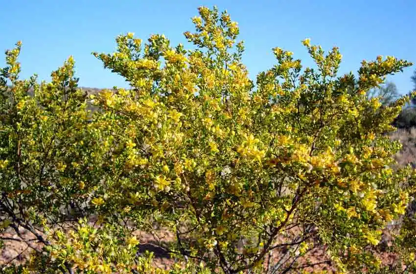 Hicieron un shampoo en base a un arbusto silvestre argentino que se convirtió en una esperanza contra la calvicie