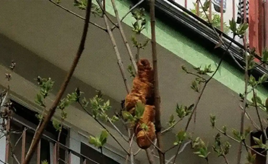 VIRAL. Denunció la presencia de una rara “criatura” y el hallazgo fue delicioso