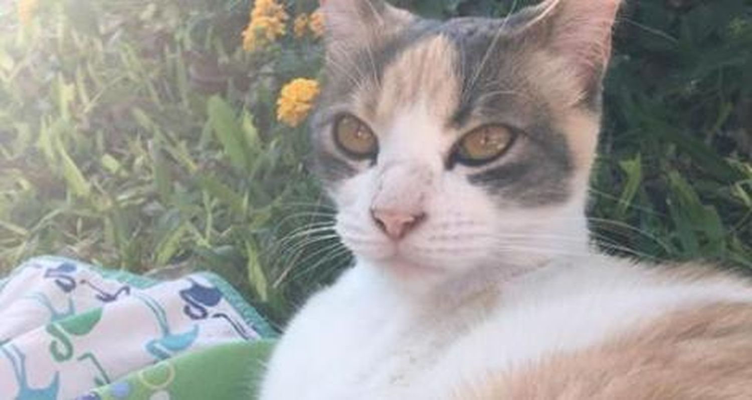 Buscan a Luna