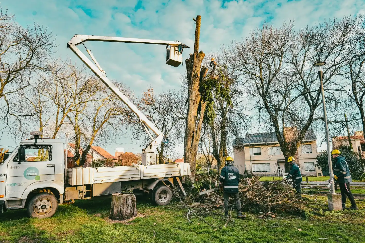 Serán reemplazados por otras especies forestales provenientes del vivero municipal.