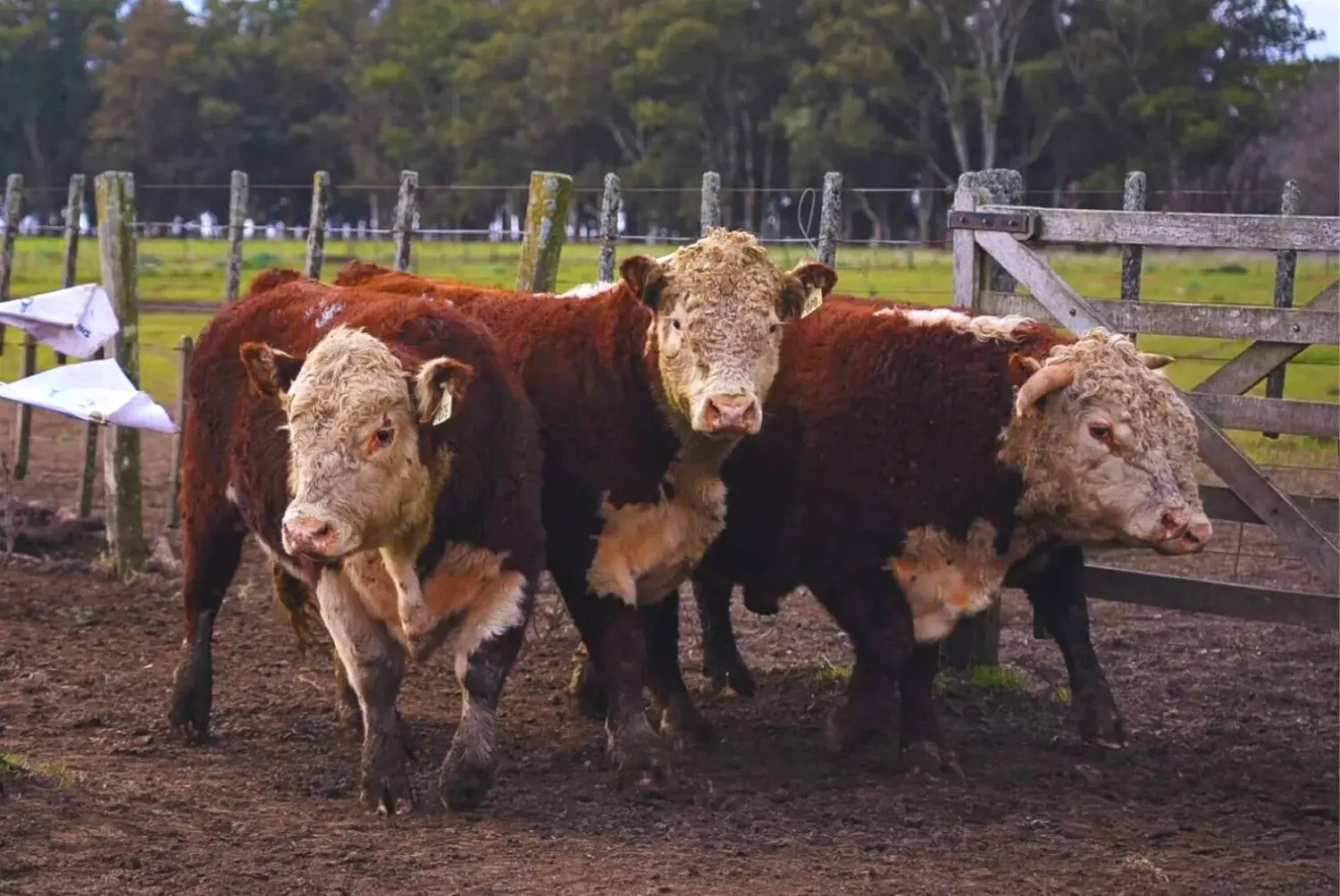 El campo ganó poder de compra en kilos de novillo y de trigo