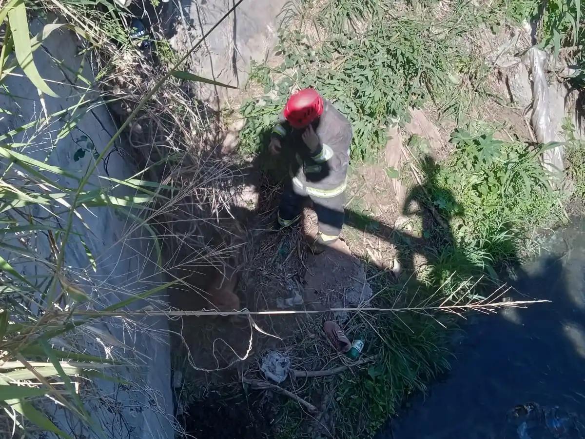 VIDEO | Bomberos rafaelinos rescataron a un perrito atrapado en un canal