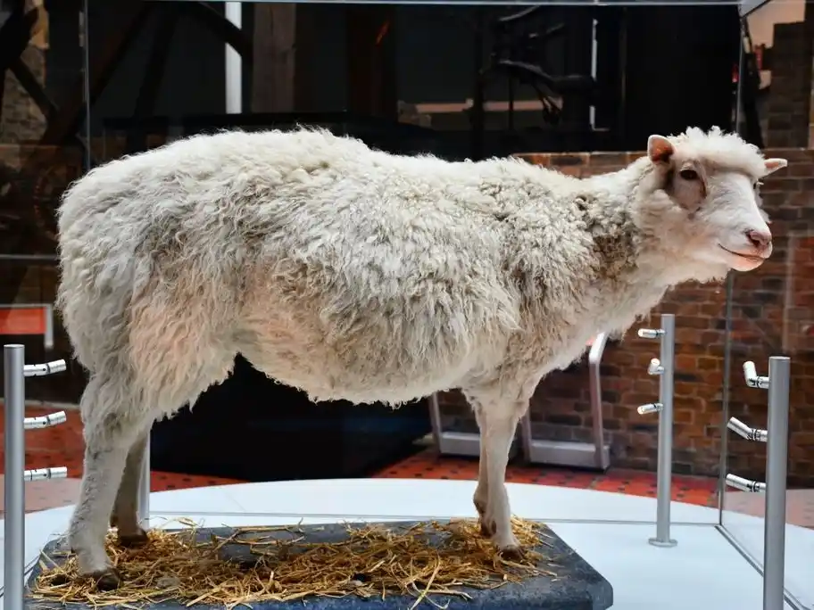 Dolly era una oveja hembra y el primer mamífero clonado a partir de una célula adulta. Sus restos conservados se exhiben en el Museo Nacional de Escocia en Edimburgo. Foto: Gentileza.