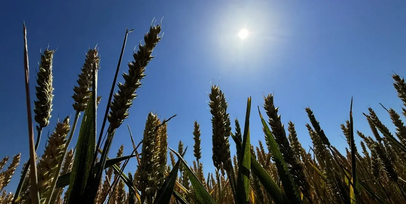 Las lluvias dieron alivio al trigo y reactivan la siembra de maíz en la región núcleo