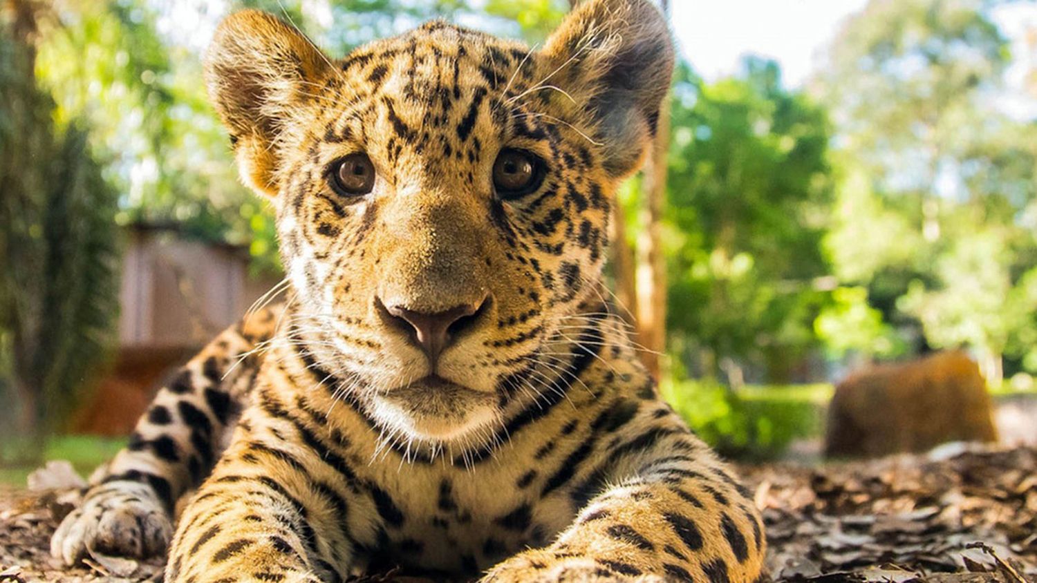 Detectaron cuatro nuevos cachorros de yaguareté en los Esteros del Iberá