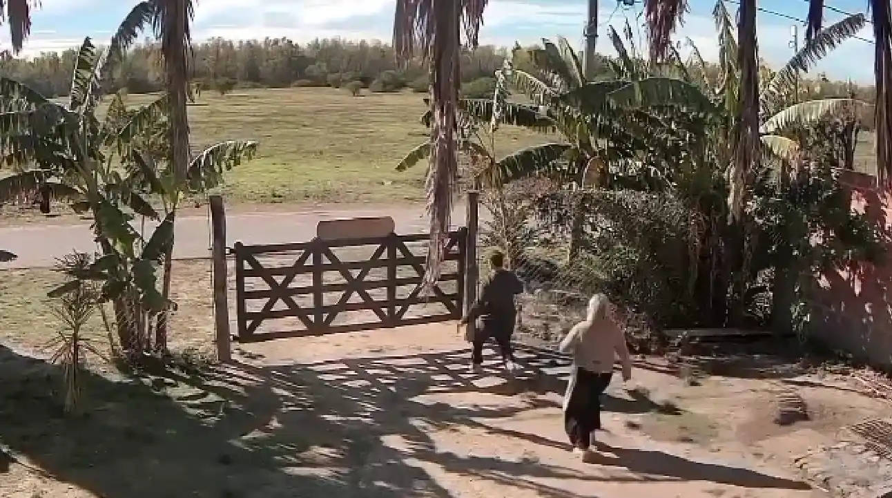 Violento ataque de perros agresivos en Bajo Puerto: una mujer y sus hijos fueron heridos