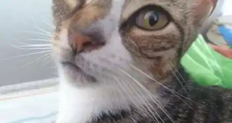 Zoe busca a su gatita