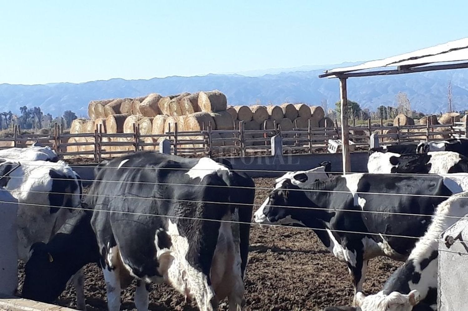 Crean el Programa de Buenas Prácticas para la Producción Láctea