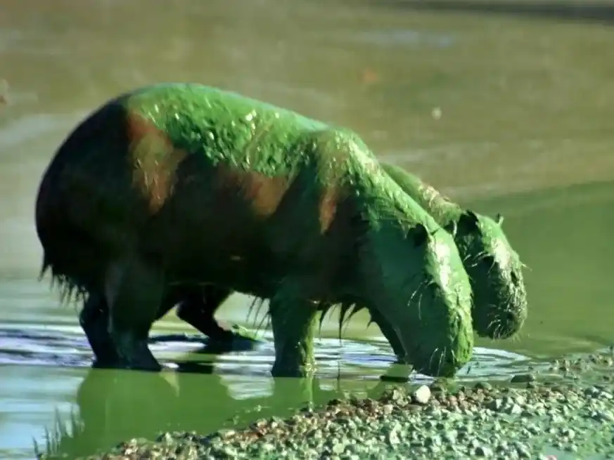 Triste postal. Los carpinchos bañados en el lago contaminado y su pelaje teñido verde. Crédito: gentileza Juan Menoni.
