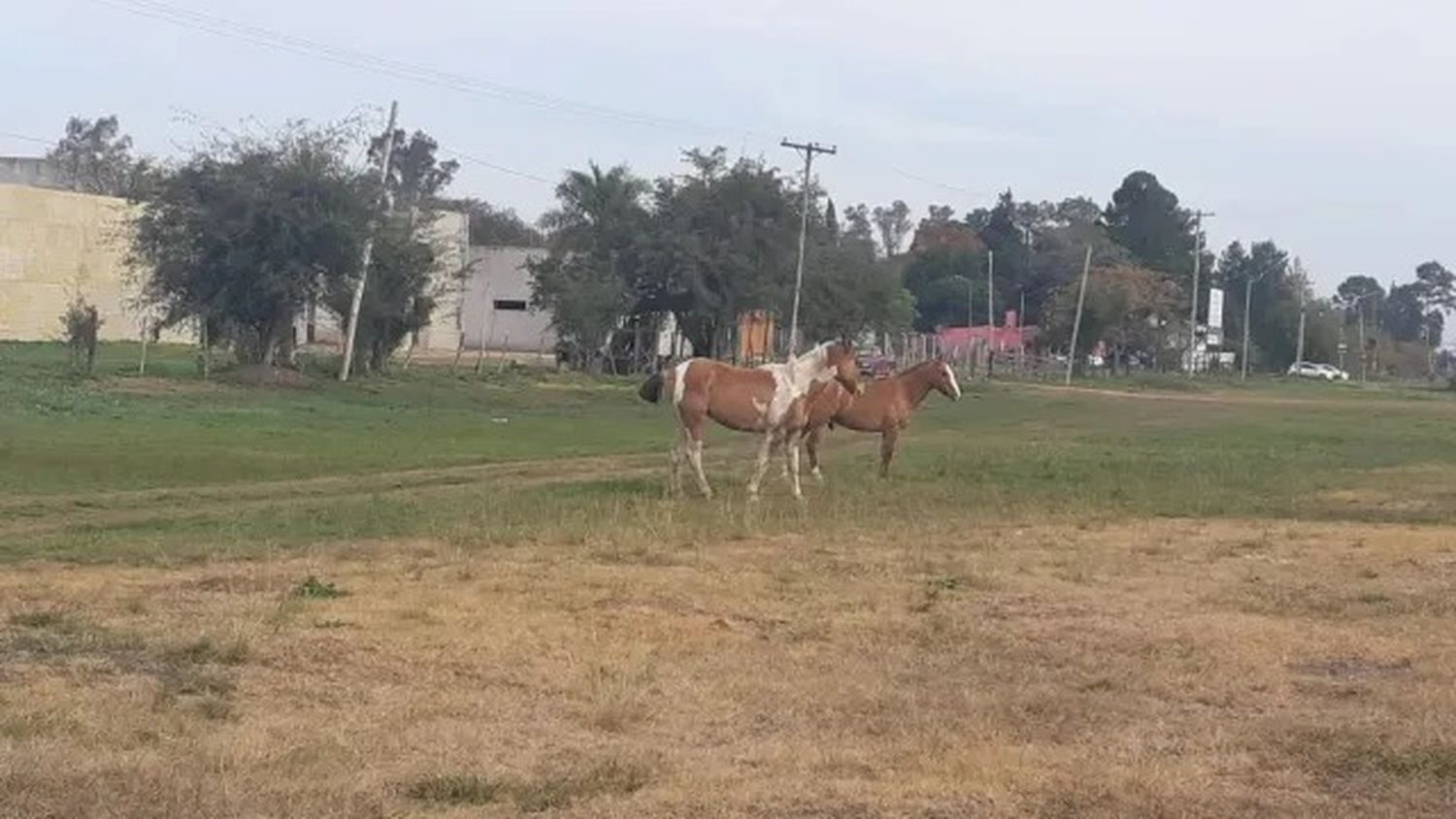 En Zárate alertan por caballos sueltos que podrían causar accidentes sobre las rutas