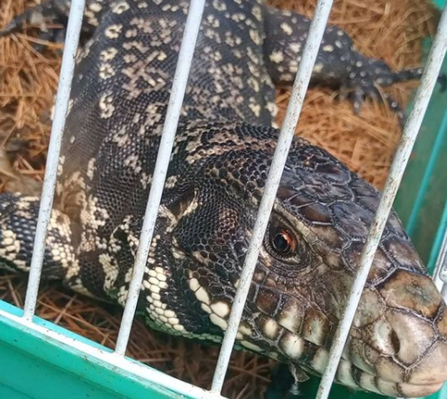Apareció un lagarto overo en el centro de Tandil y lo llevaron a las Sierras