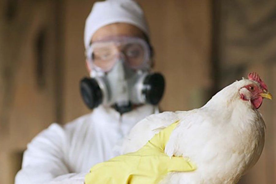 Estados Unidos y los países europeos estudian vacunar a los trabajadores expuestos a la gripe aviar
