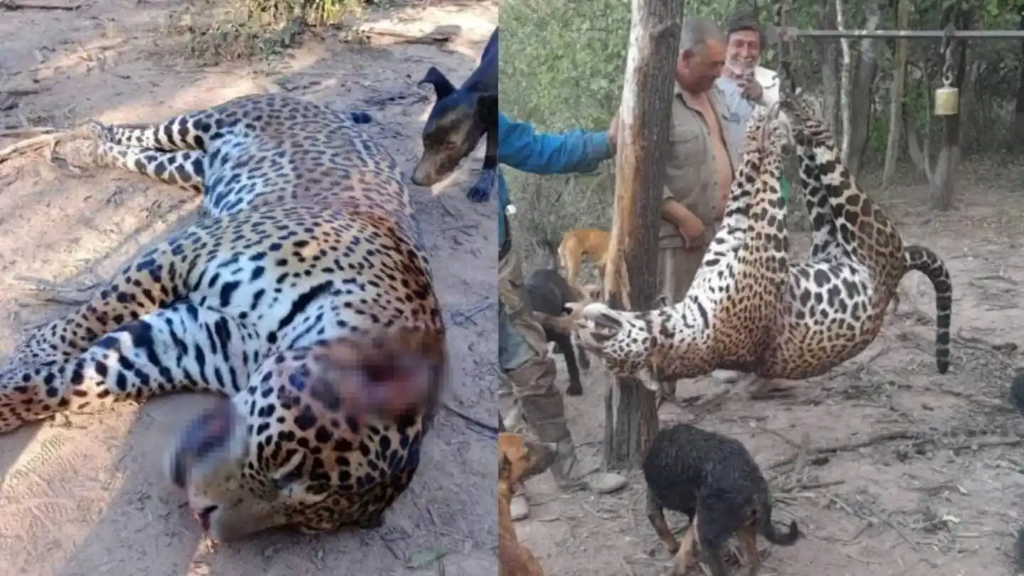 El caso, ocurrido en Estanislao del Campo en 2024, es seguido de cerca por ambientalistas y organismos internacionales, que lo consideran clave para frenar la caza furtiva y la destrucción del hábitat. (Fuente: Redes sociales)