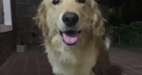 Mascota busca a su dueño