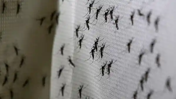 Cuáles son las zonas de la ciudad donde hay más mosquitos según los gualeguaychuenses