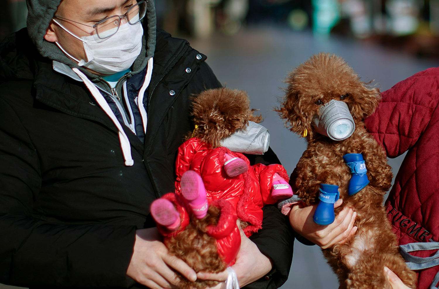 Coronavirus y mascotas: investigan si los animales domésticos pueden contagiarse y transmitir el virus