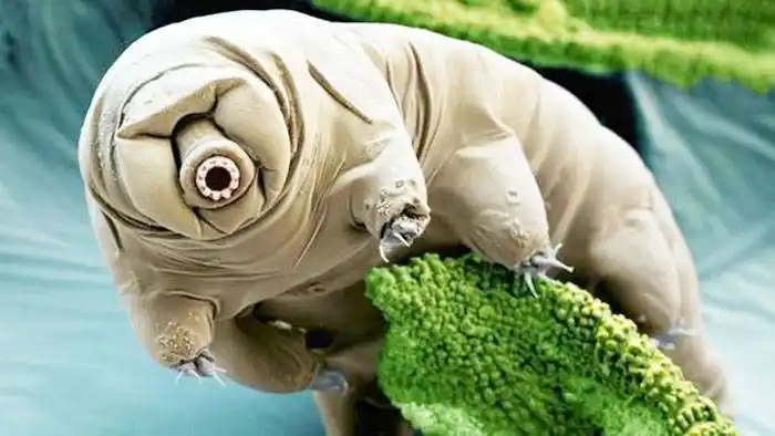 Afirman haber conseguido el entrelazamiento cuántico de seres vivientes