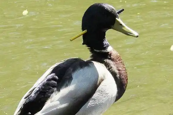 Un pato tuvo una flecha atravesada en la cabeza durante tres meses